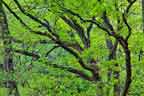 spring oak